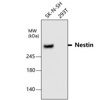 Nestin/NES Antibody