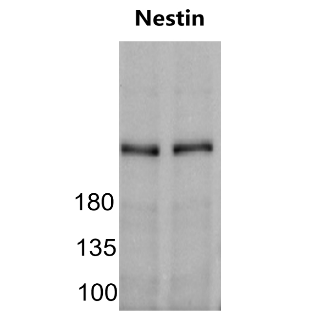 Nestin (NES) antibody