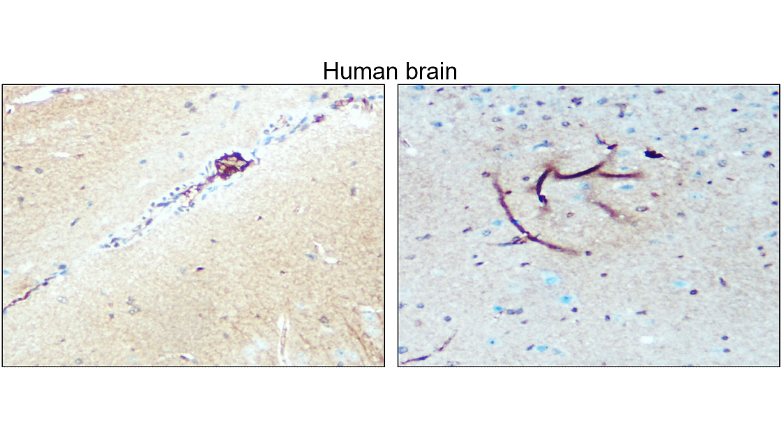 Nestin (NES) antibody