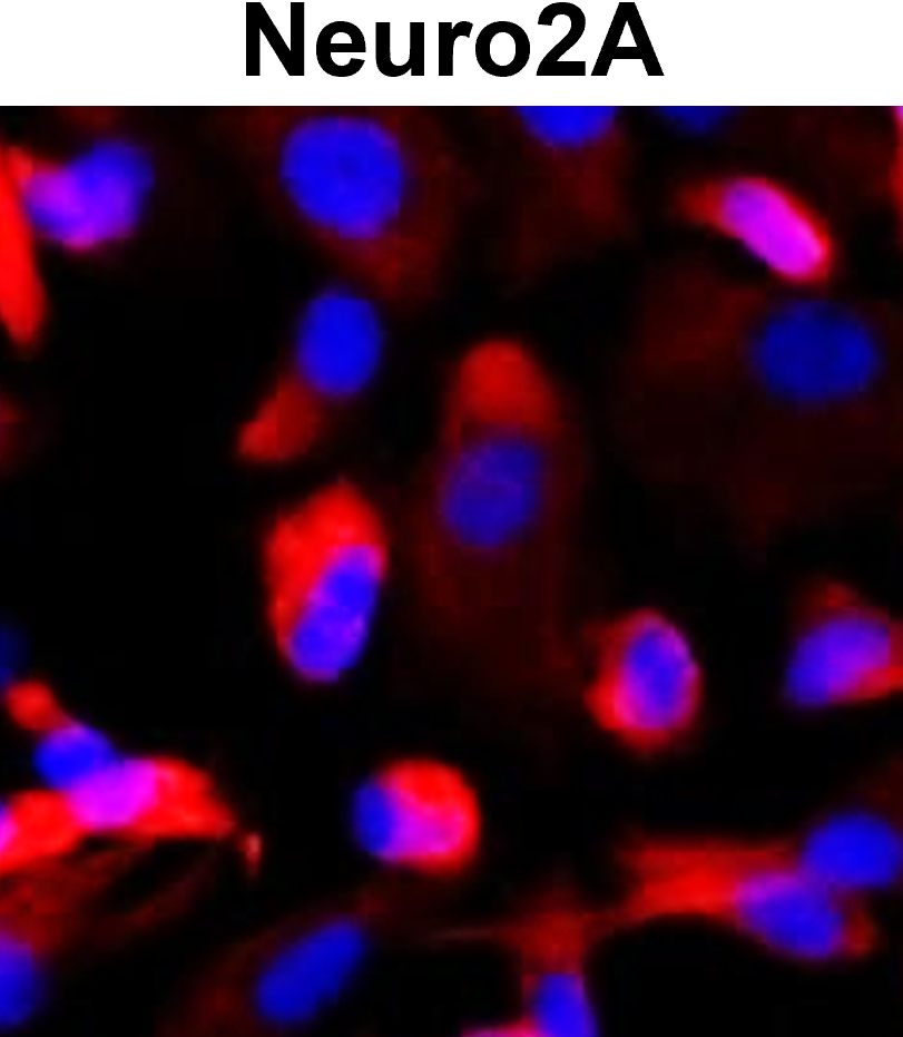 Nestin (NES) antibody