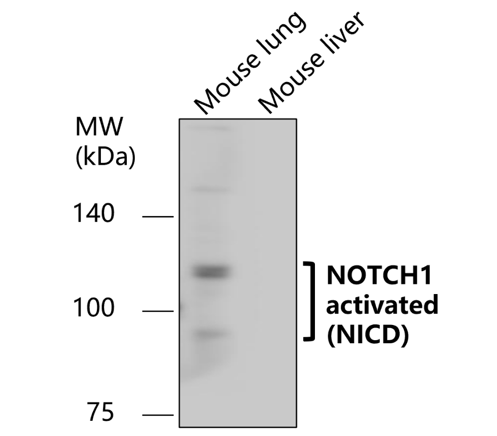 NOTCH1 Antibody