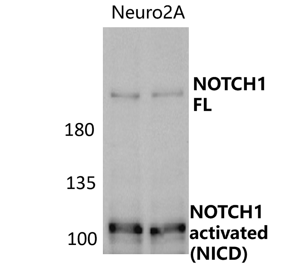 NOTCH1 Antibody