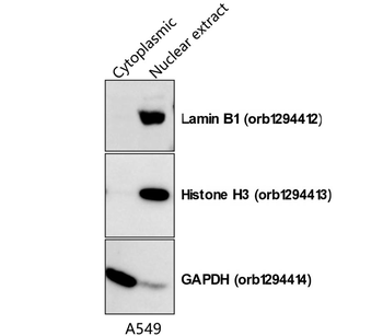 Lamin B1 Antibody