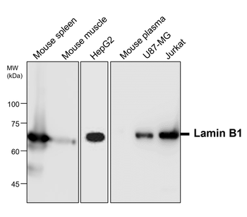 Lamin B1 Antibody