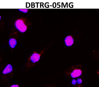 Histone H3 Antibody