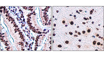 Histone H3 Antibody