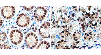 Histone H3 Antibody