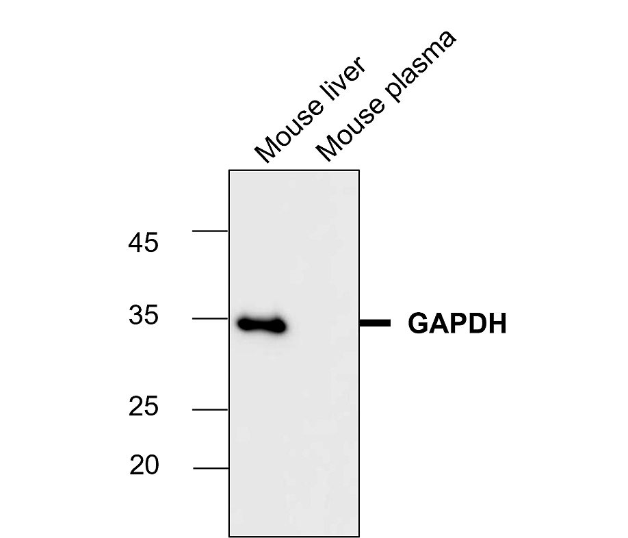 GAPDH Antibody