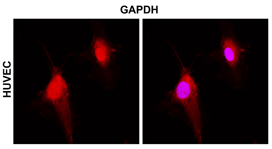 GAPDH Antibody