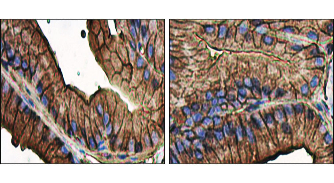 Beta-actin Antibody