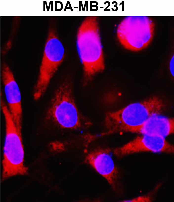 Beta-actin Antibody