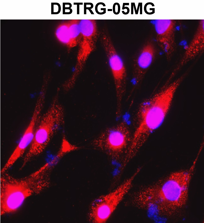 Beta-actin Antibody