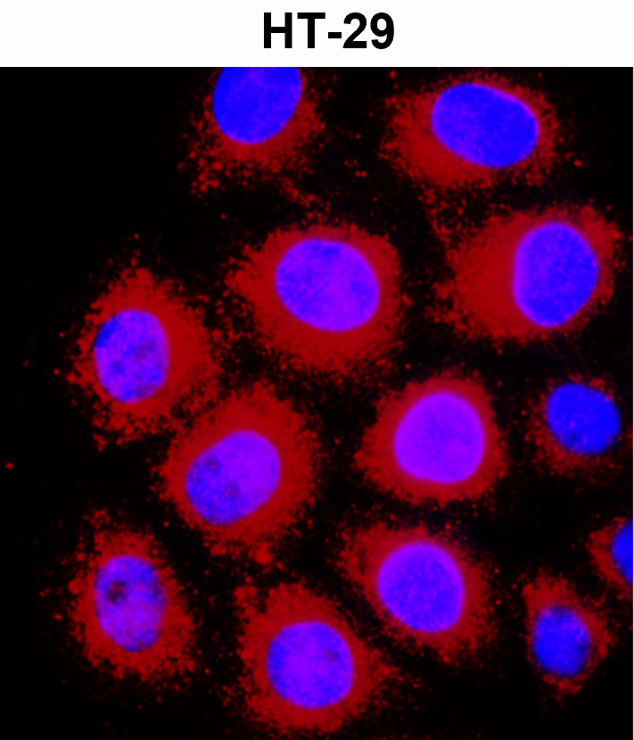 Beta-actin Antibody