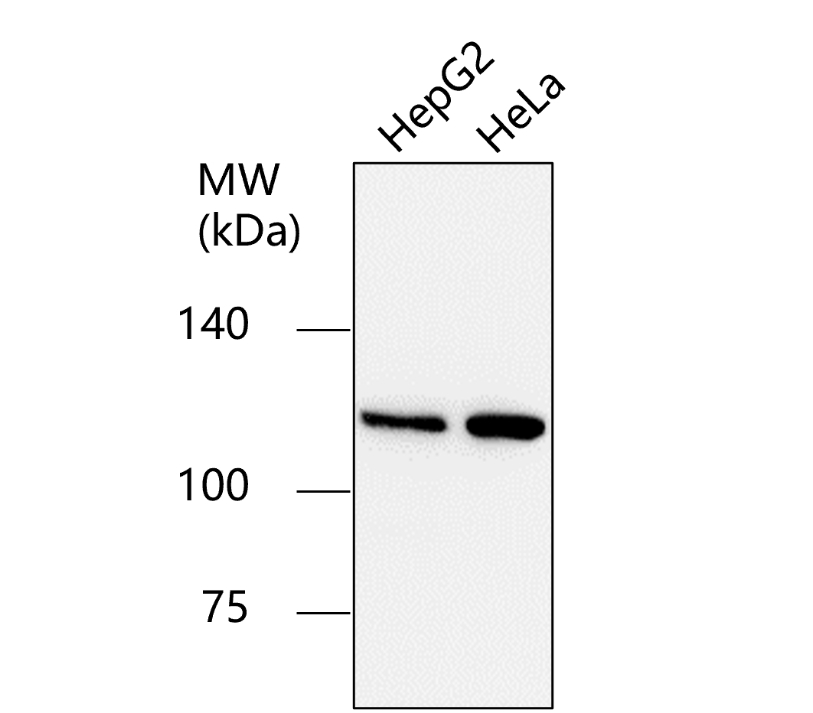 Vinculin Antibody