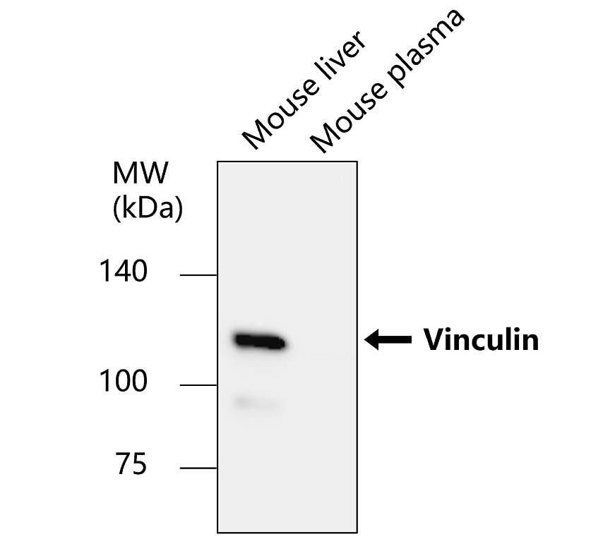 Vinculin Antibody