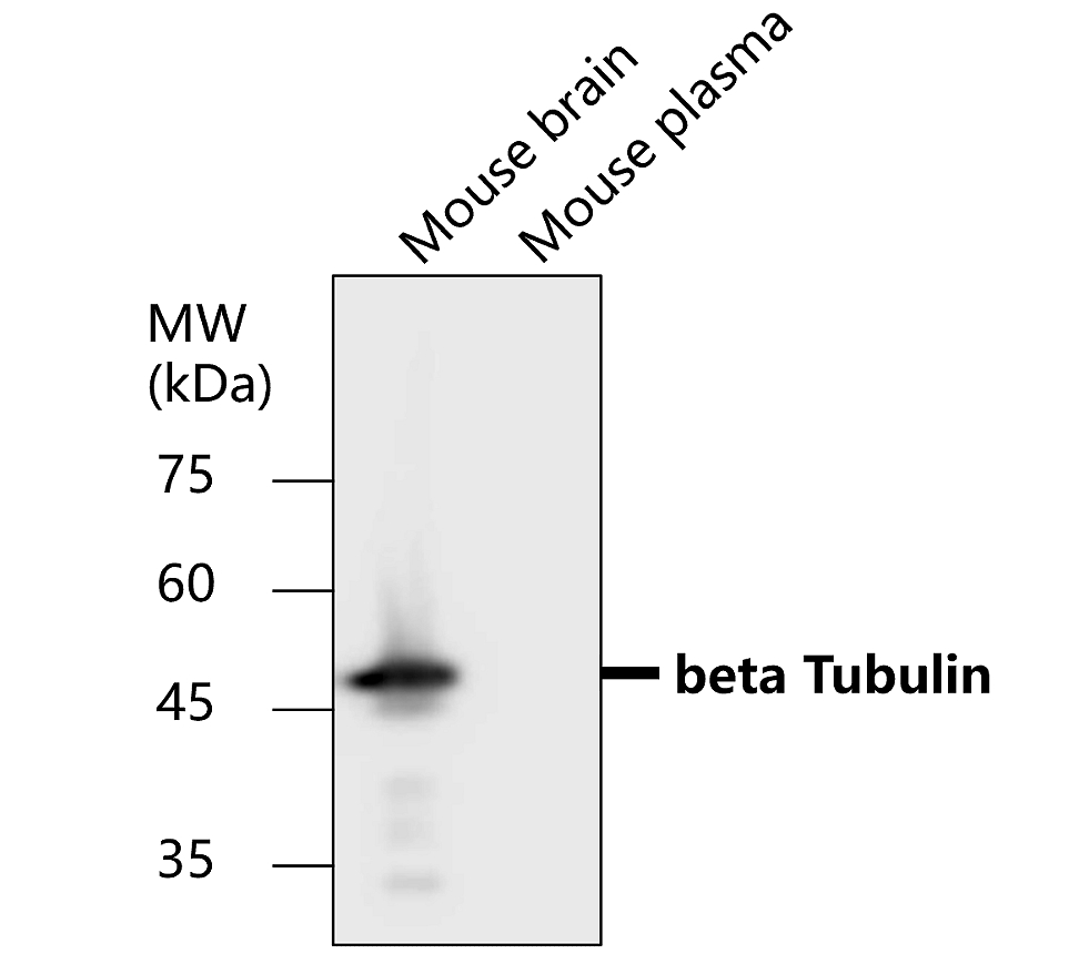 Beta-tubulin Antibody
