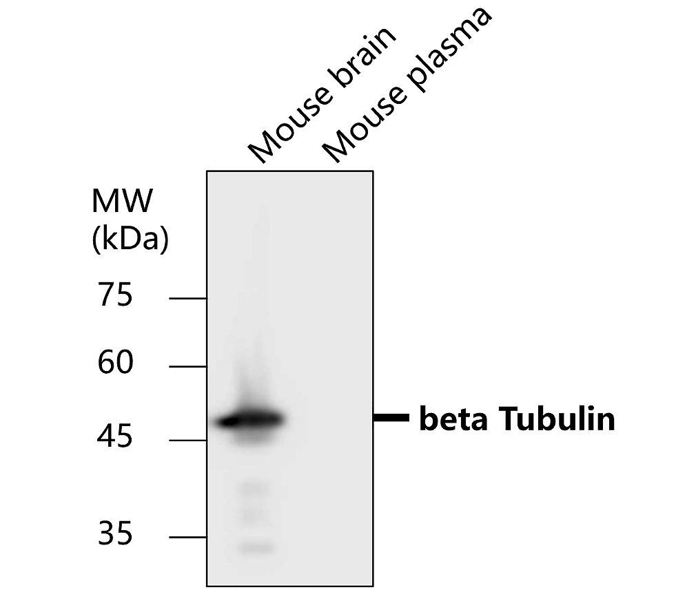 Beta-tubulin