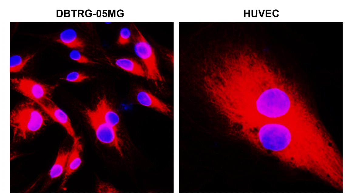 Beta-tubulin