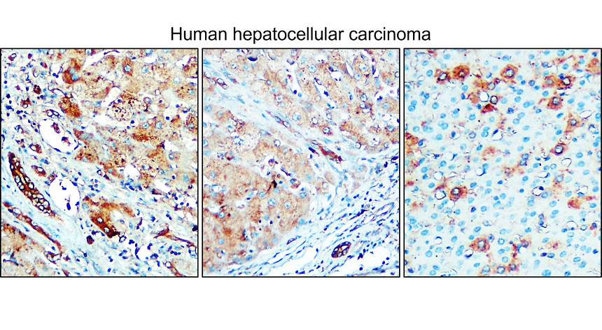 Enolase-2/ENO2 Antibody