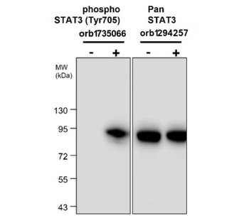 STAT3 Phospho (Tyr705), monoclonal Antibody