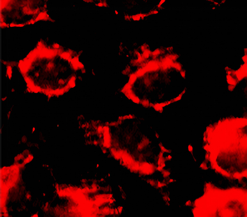 ApoE / Apolipoprotein E antibody