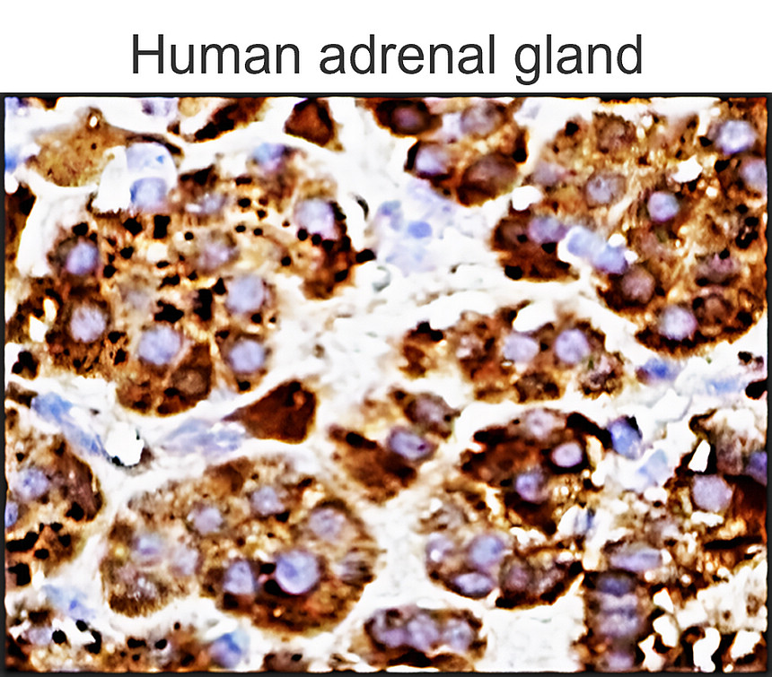 ApoE / Apolipoprotein E antibody