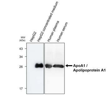 ApoA1 Mouse Monoclonal Antibody
