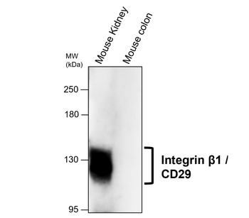 Integrin β1 Mouse Monoclonal Antibody