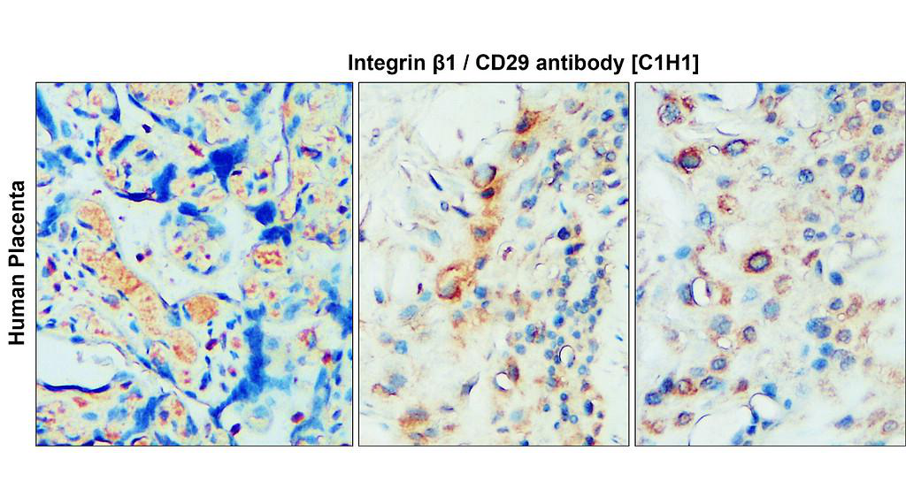 Integrin β1/CD29 Antibody