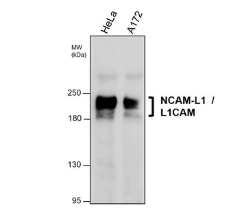 NCAM-L1 Mouse Monoclonal Antibody