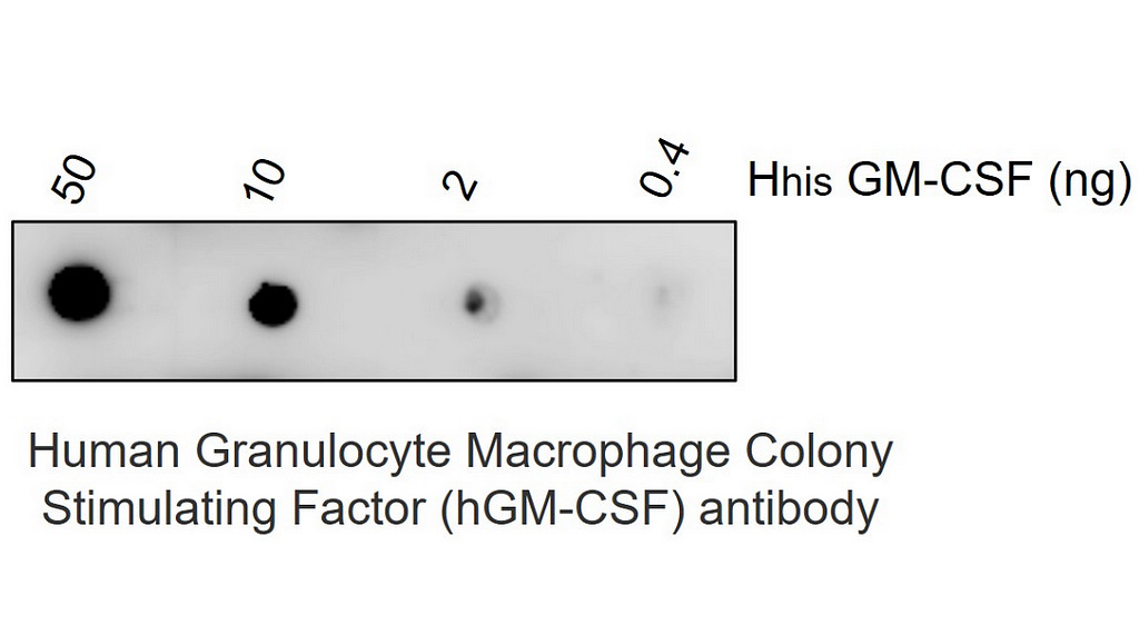 GM-CSF antibody [MCS6]