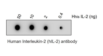 IL-2 antibody [MB2]