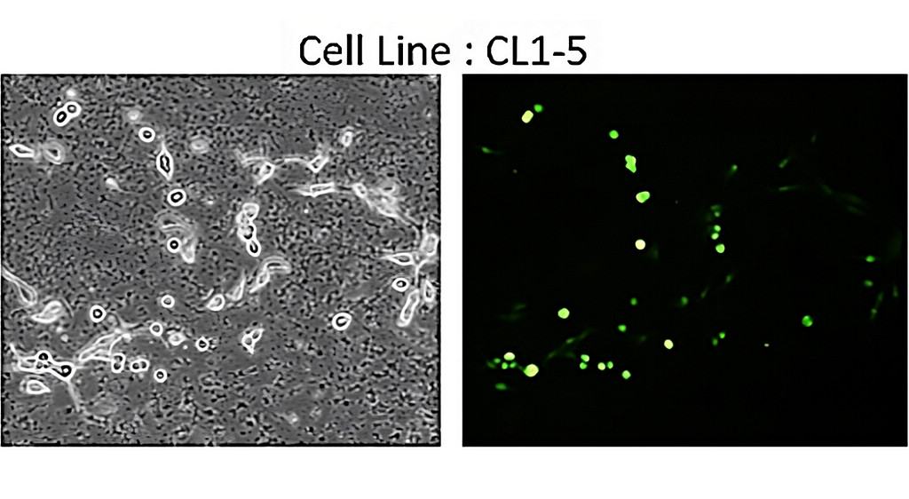 EGFR vIII antibody monoclonal antibody [23H]