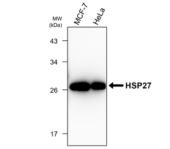 HSP27 Mouse Monoclonal Antibody