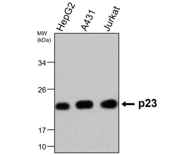 p23 Mouse Monoclonal Antibody