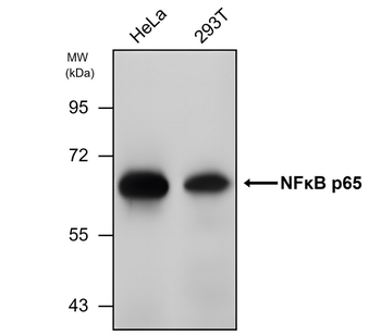NF-κB p65 Mouse Monoclonal Antibody