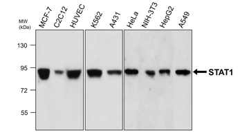 STAT1, monoclonal antibody