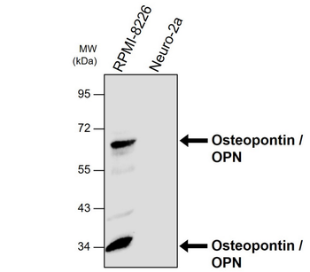Osteopontin Mouse Monoclonal Antibody