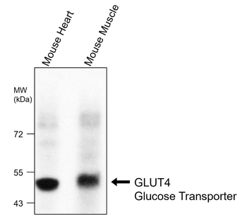 GLUT4 Glucose Transporter, monoclonal antibody