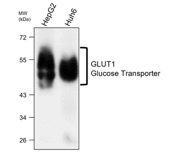 GLUT1 Glucose Transporter Mouse Monoclonal Antibody
