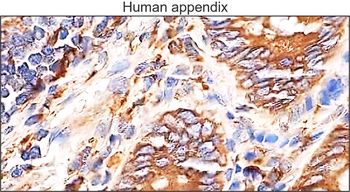 NOX2 Mouse Monoclonal Antibody