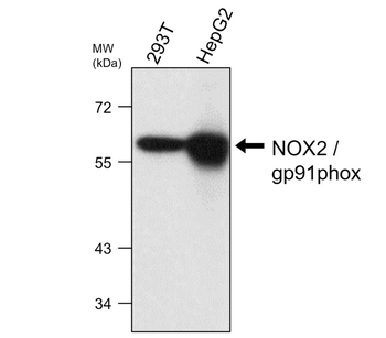 NOX2 Mouse Monoclonal Antibody