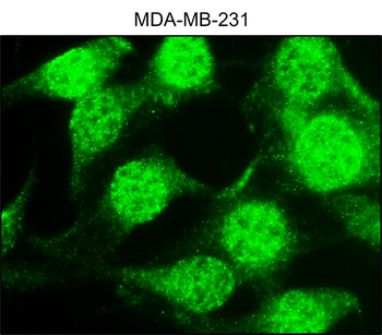 RUNX2 Mouse Monoclonal Antibody