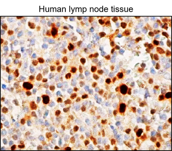 RUNX2 Mouse Monoclonal Antibody