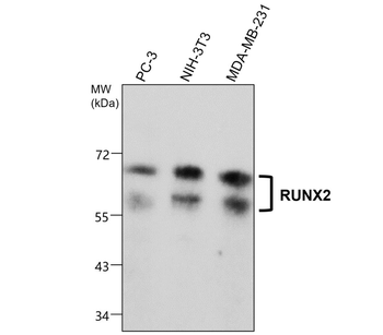 RUNX2 Mouse Monoclonal Antibody