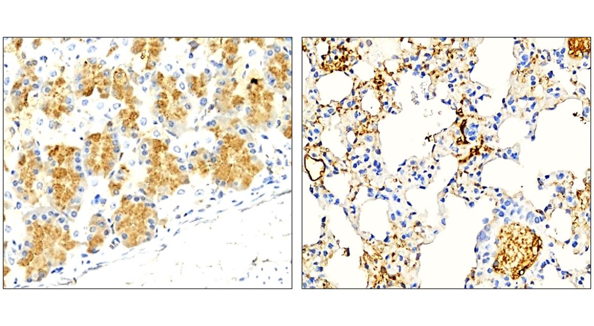 LAMP2 / CD107b, monoclonal