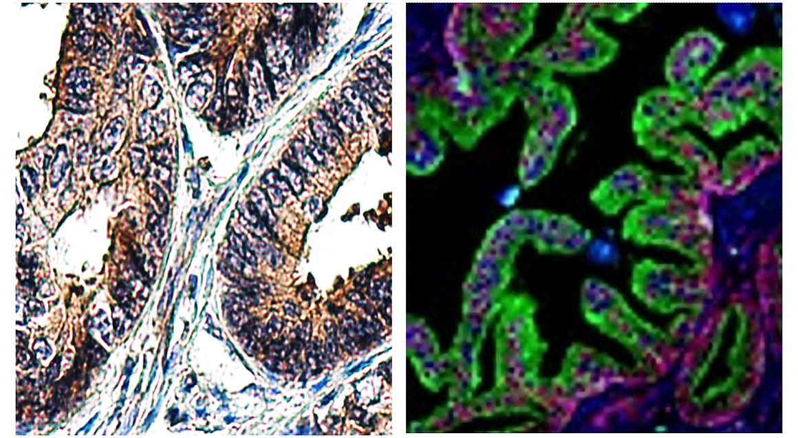 LAMP2 / CD107b, monoclonal