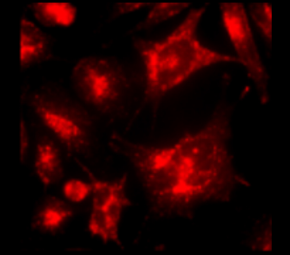 LAMP2/CD107b, monoclonal Antibody