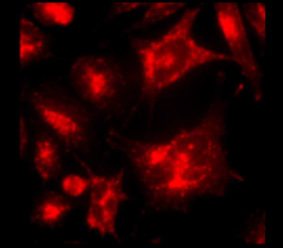 LAMP2 / CD107b, monoclonal