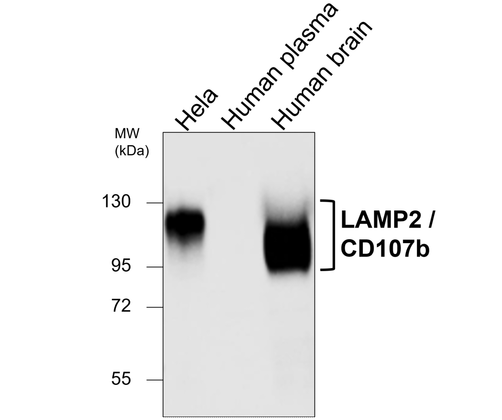 LAMP2 / CD107b, monoclonal